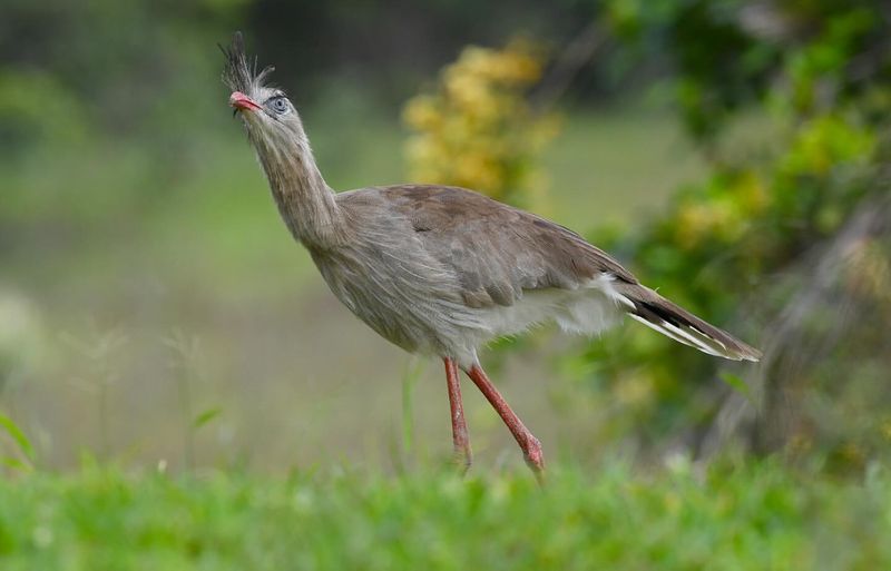 Red-legged Seriema