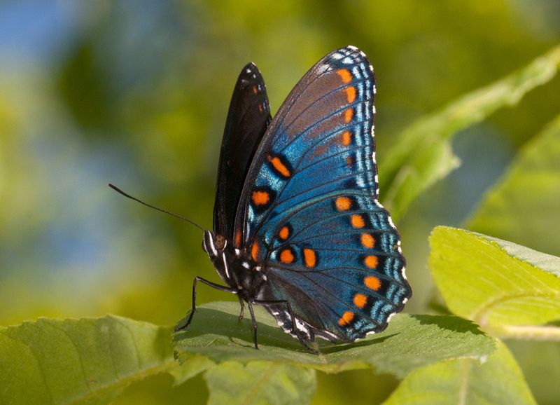 Red-spotted Purple