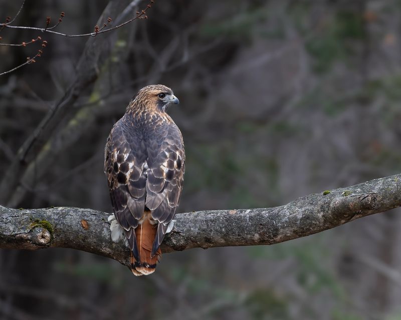 Red-tailed Hawks