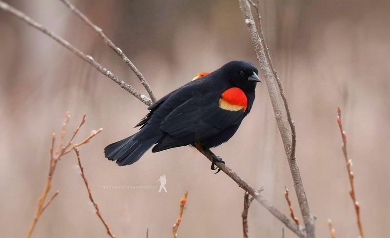 Red-winged Blackbird