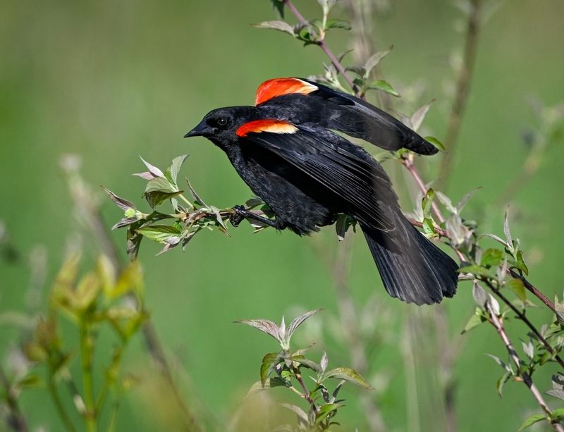 Red-winged Blackbird