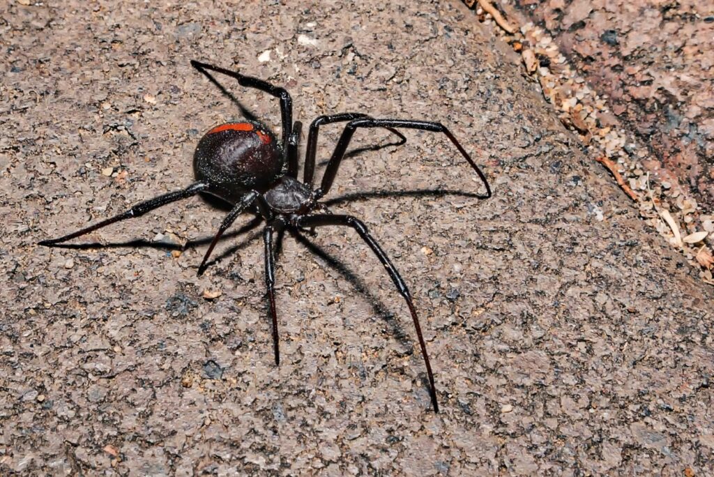 Redback Spider