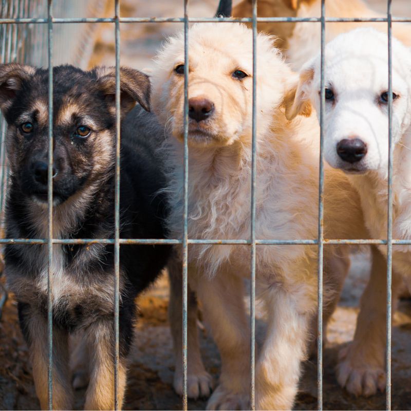 Reducing Puppy Mills