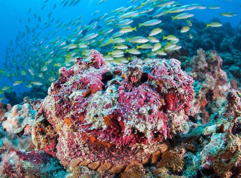 Reef Stonefish