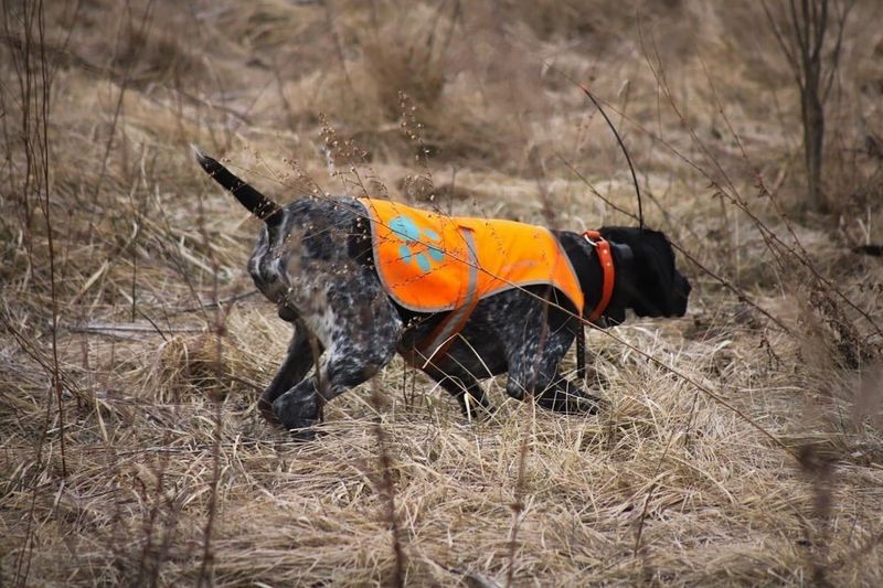 Reflective Dog Vest