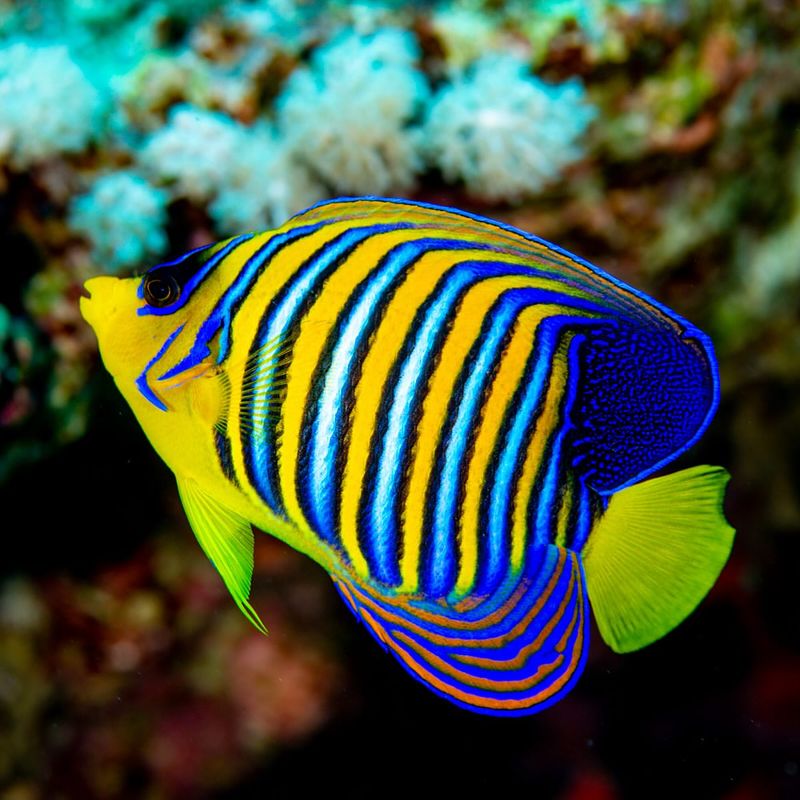 Regal Angelfish