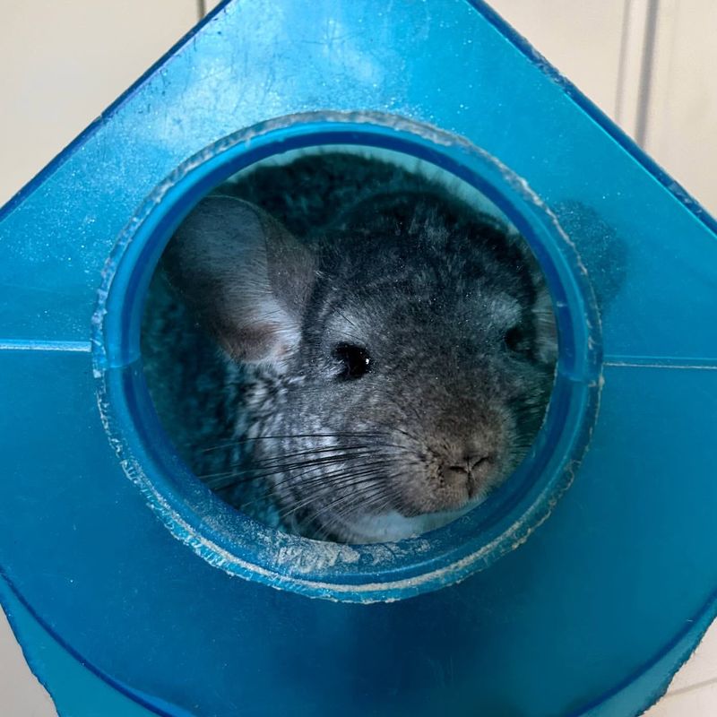 Regular Dust Baths