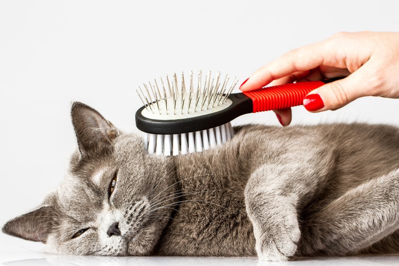 Regular Grooming Sessions