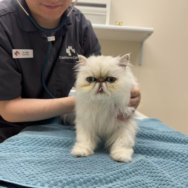 Regular Vet Check-Ups