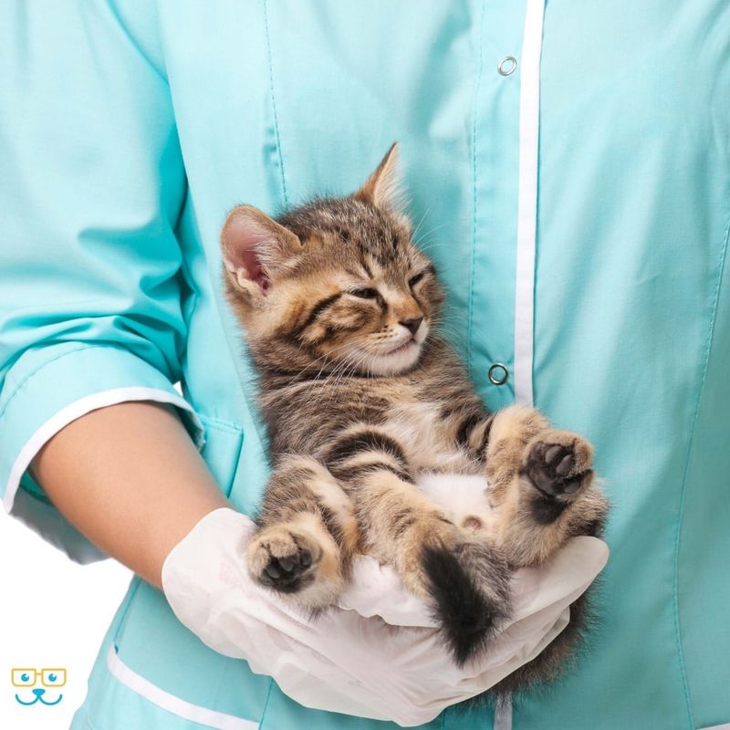 Regular Veterinary Check-Ups