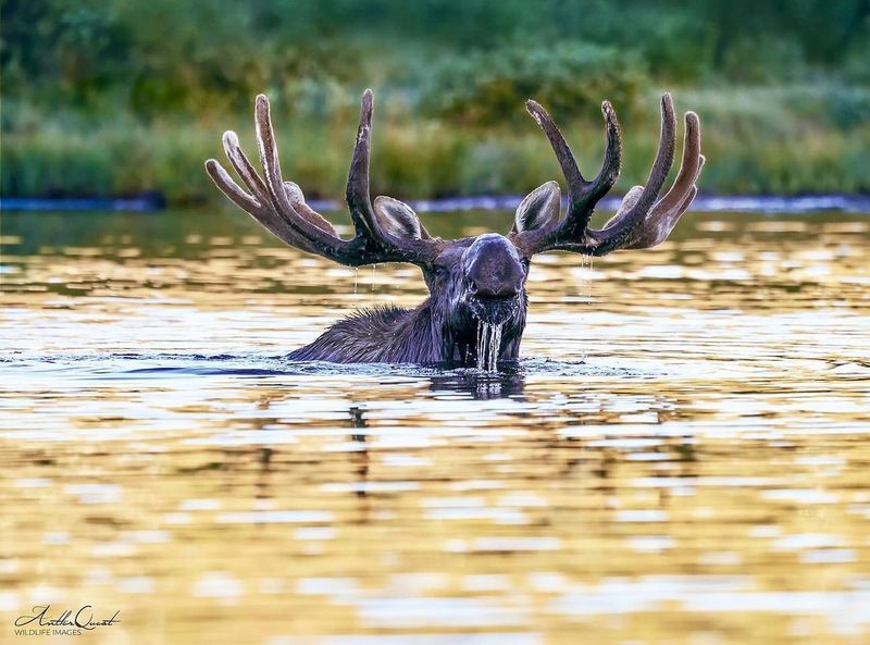 Remarkable Swimmers