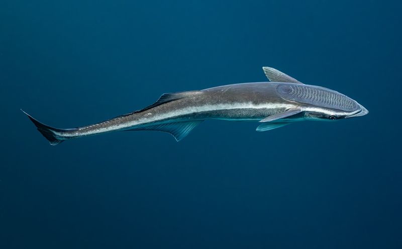 Remora