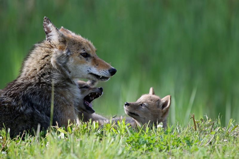 Respect Wildlife Boundaries