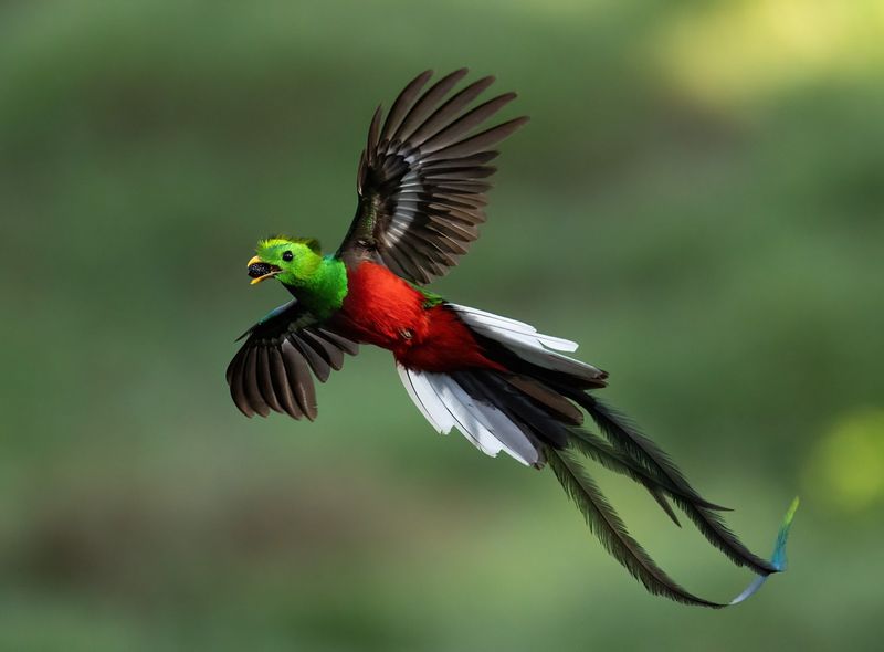 Resplendent Quetzal