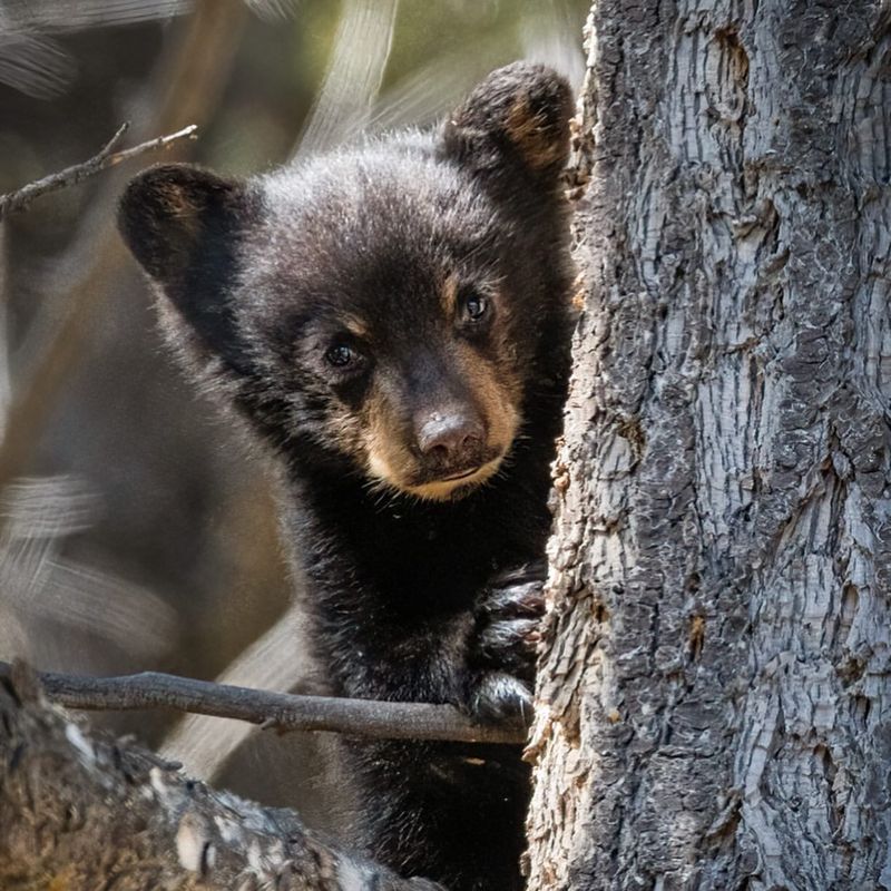 Responding to Bear Charges