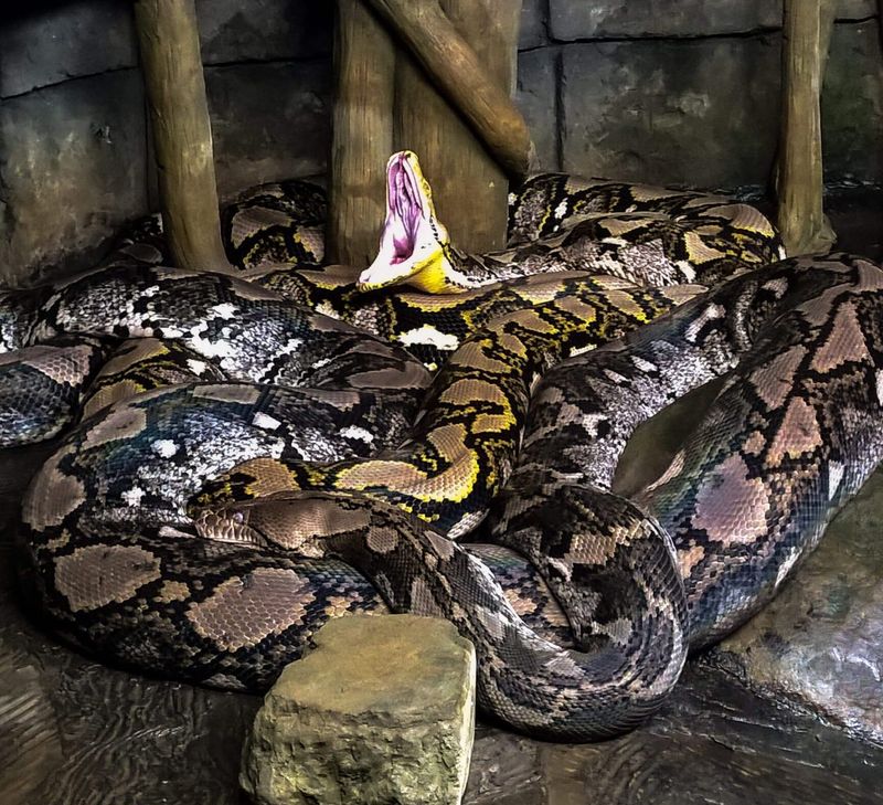 Reticulated Python