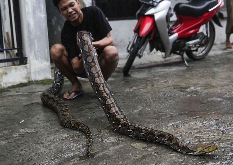 Reticulated Python