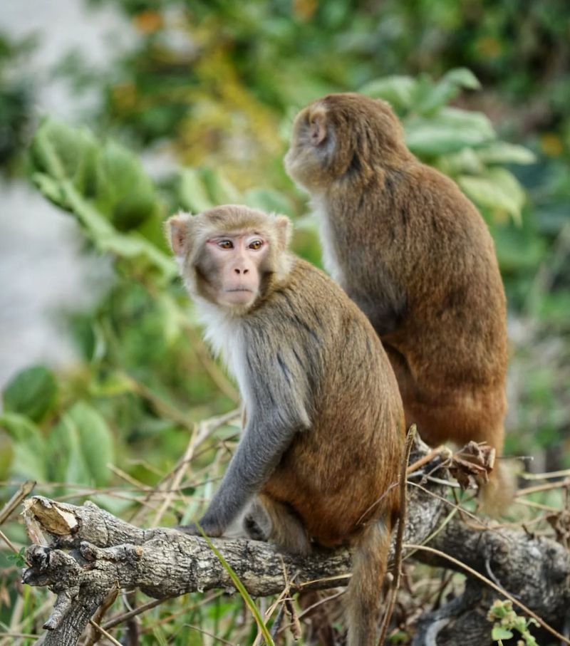 Rhesus Macaque