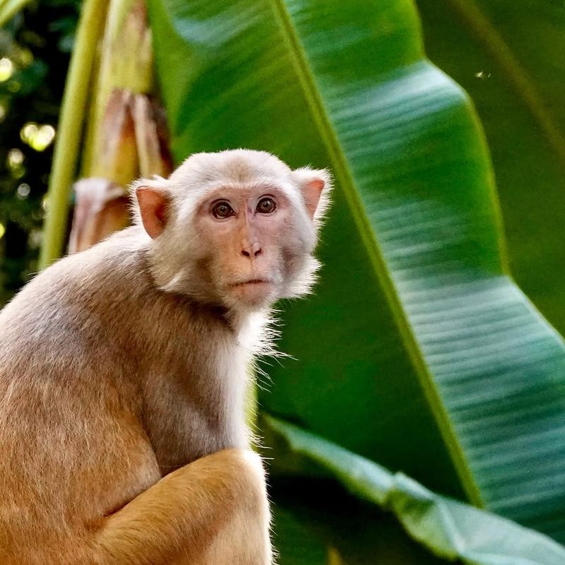 Rhesus Macaque