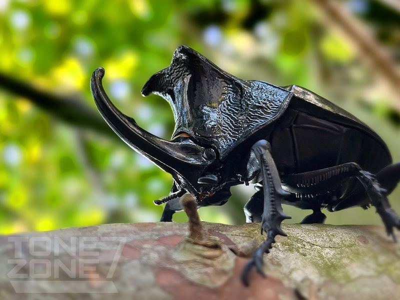 Rhinoceros Beetle