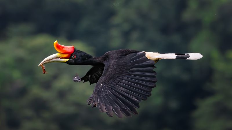 Rhinoceros Hornbill