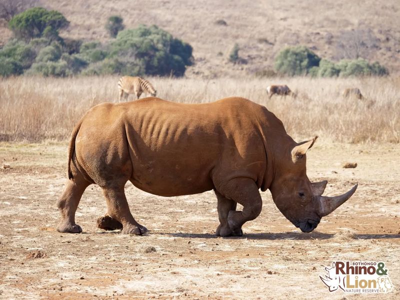 Rhinoceros