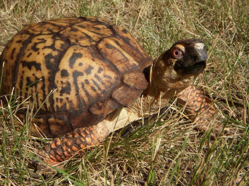 Rhode Island's Eastern Box Turtle