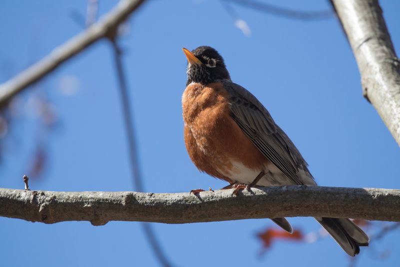 Rhode Island - American Robin