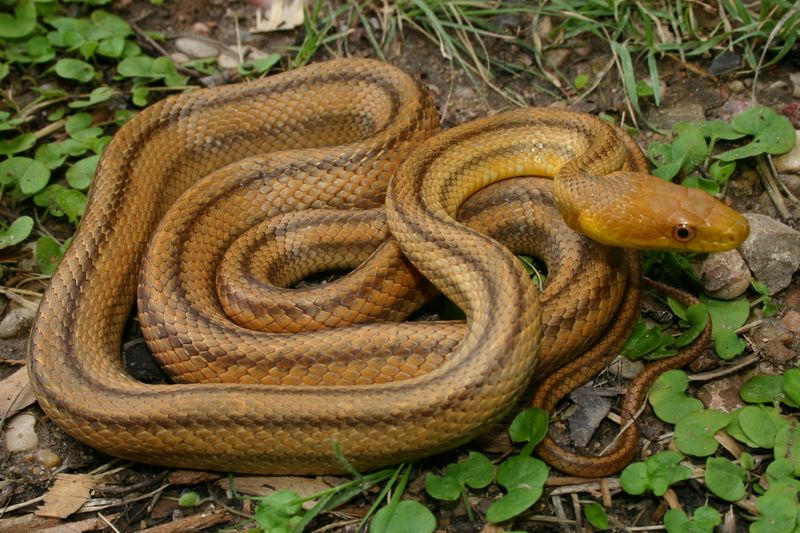 Rhode Island - Eastern Ratsnake