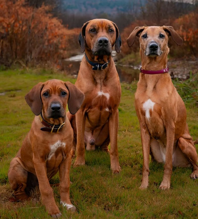 Rhodesian Ridgeback