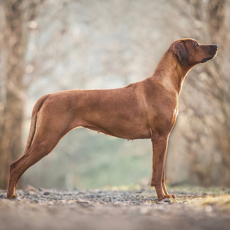 Rhodesian Ridgeback