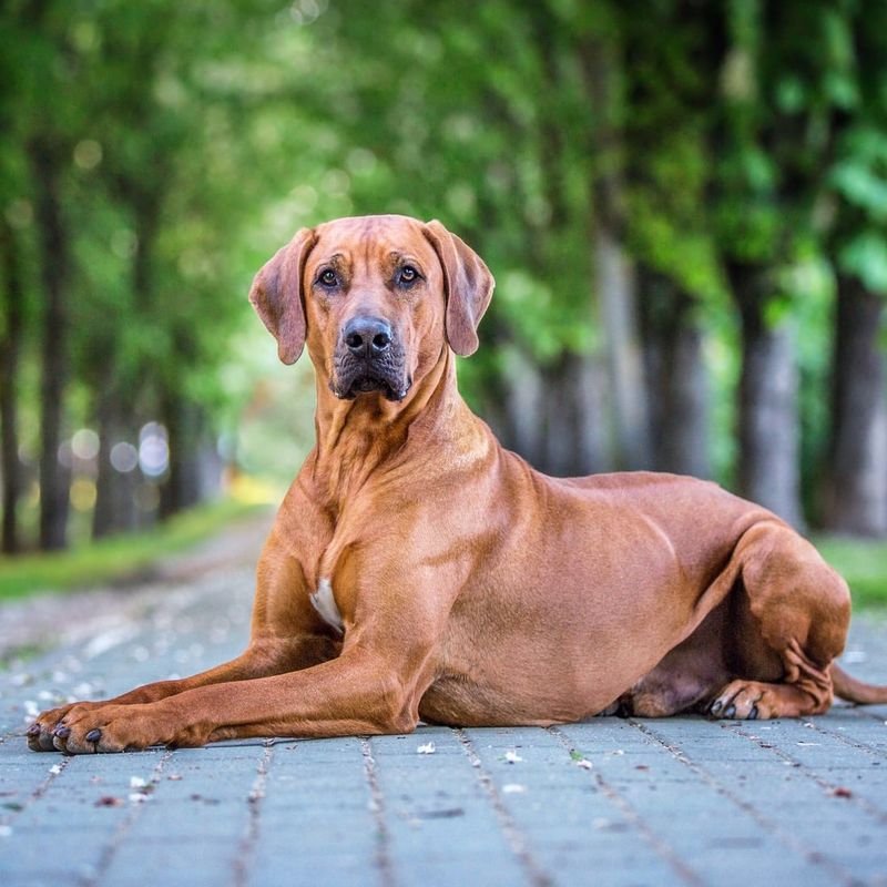 Rhodesian Ridgeback