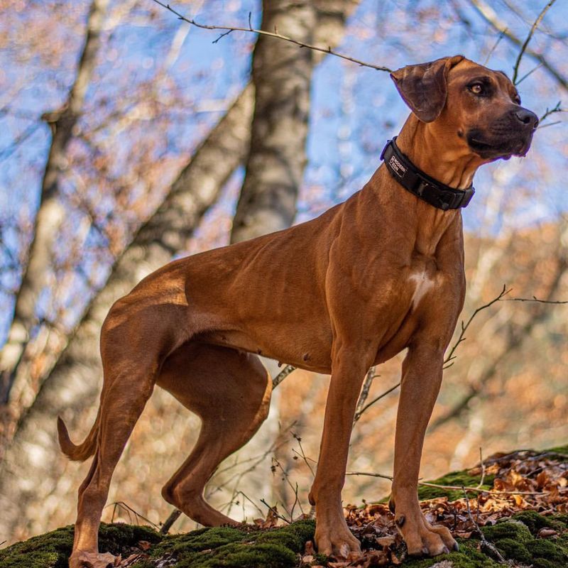 Rhodesian Ridgeback