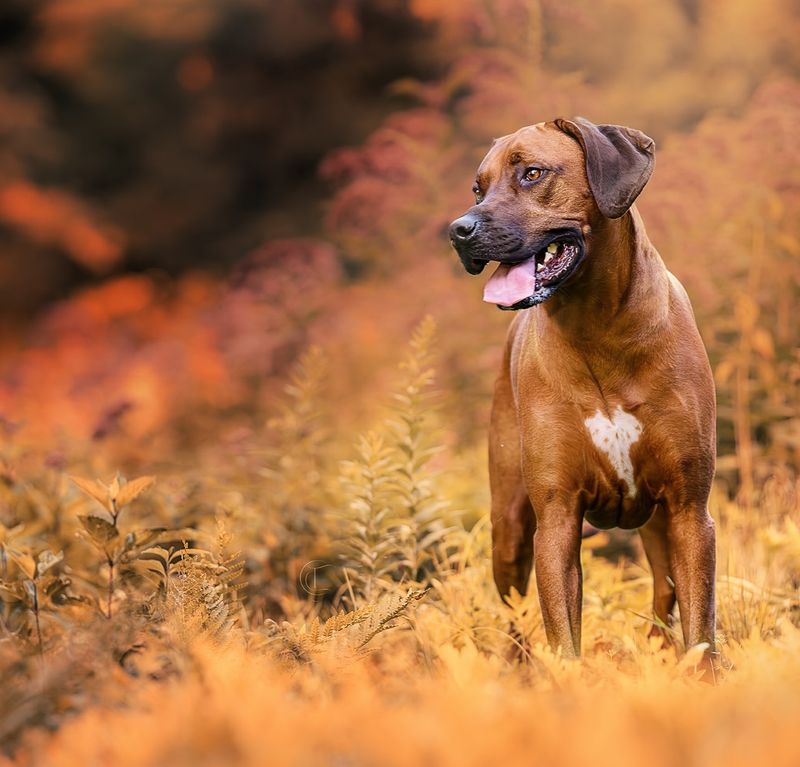 Rhodesian Ridgeback