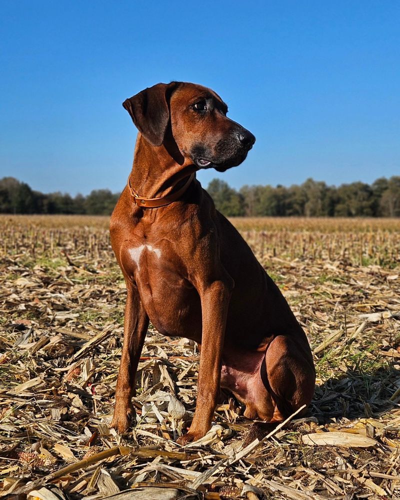 Rhodesian Ridgeback