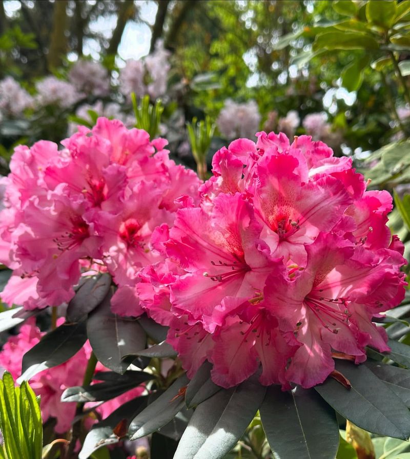 Rhododendrons