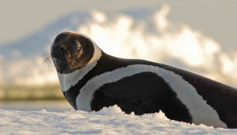 Ribbon Seal