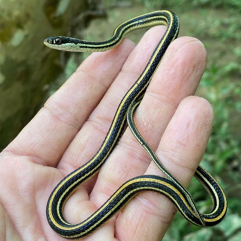 Ribbon Snake