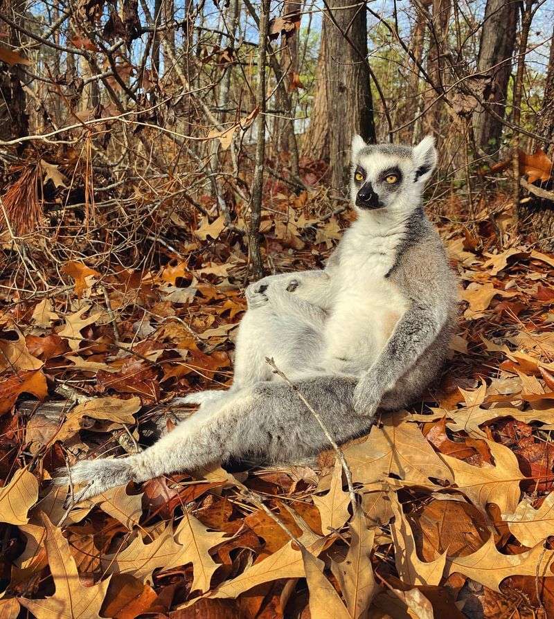 Ring-tailed Lemur