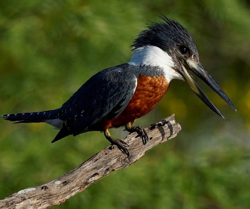 Ringed Kingfisher