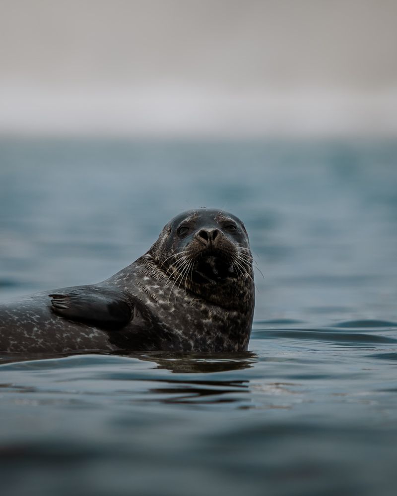 Ringed Seal