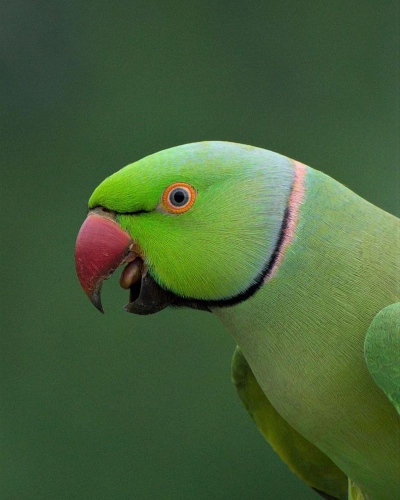 Ringneck Parakeets