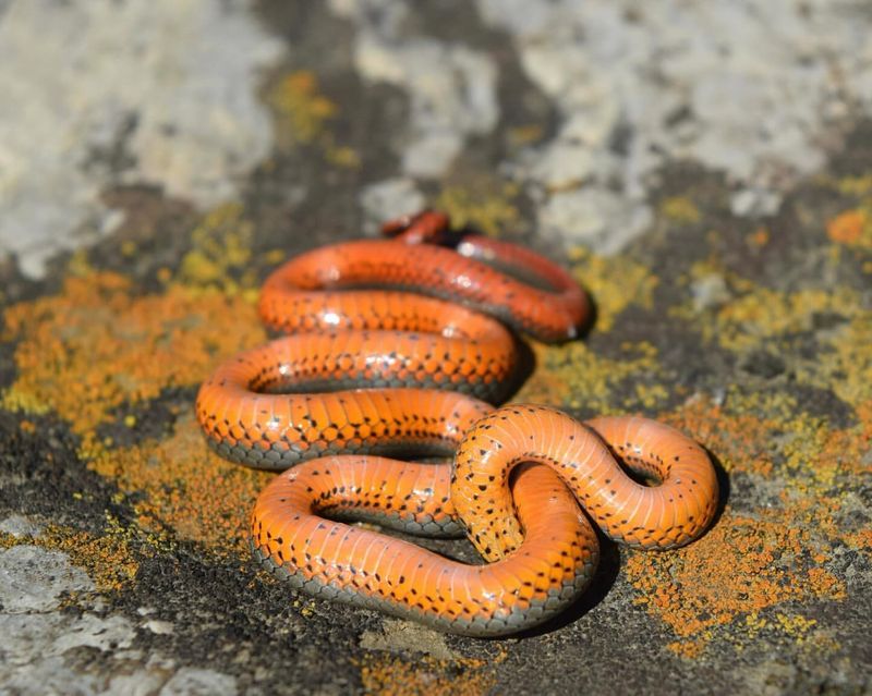 Ringneck Snake