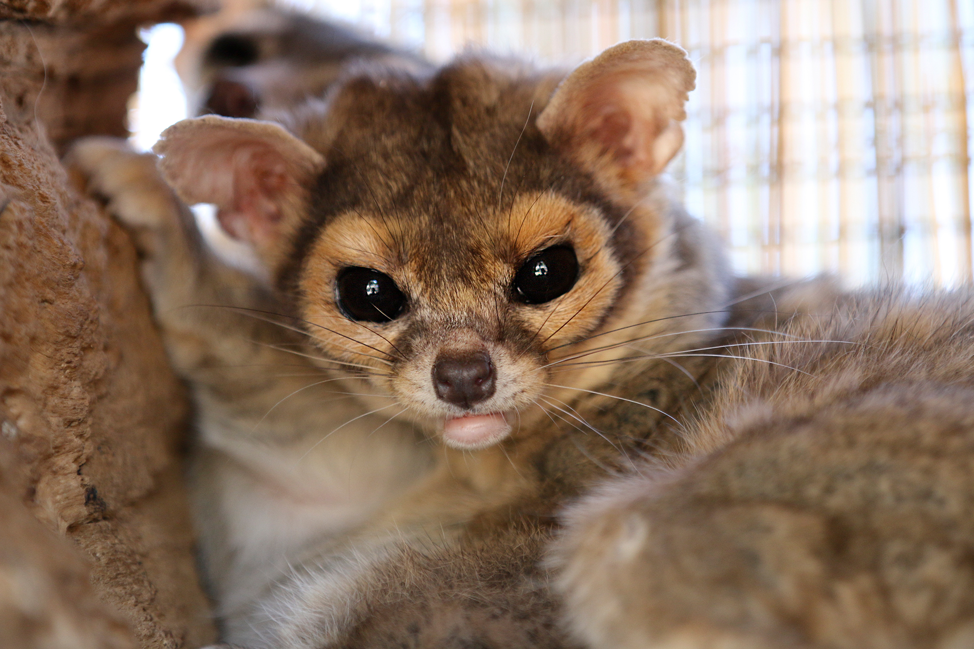 13 Hardest-To-Find Wild Animals In North America