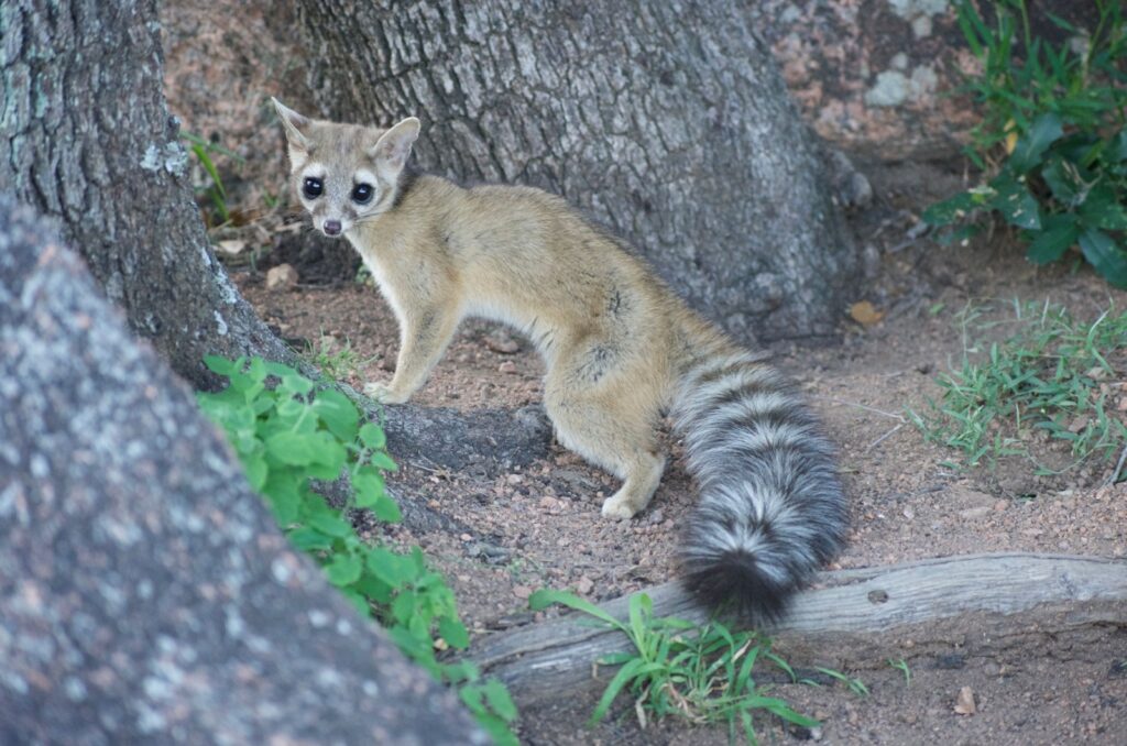 Ringtail Cat