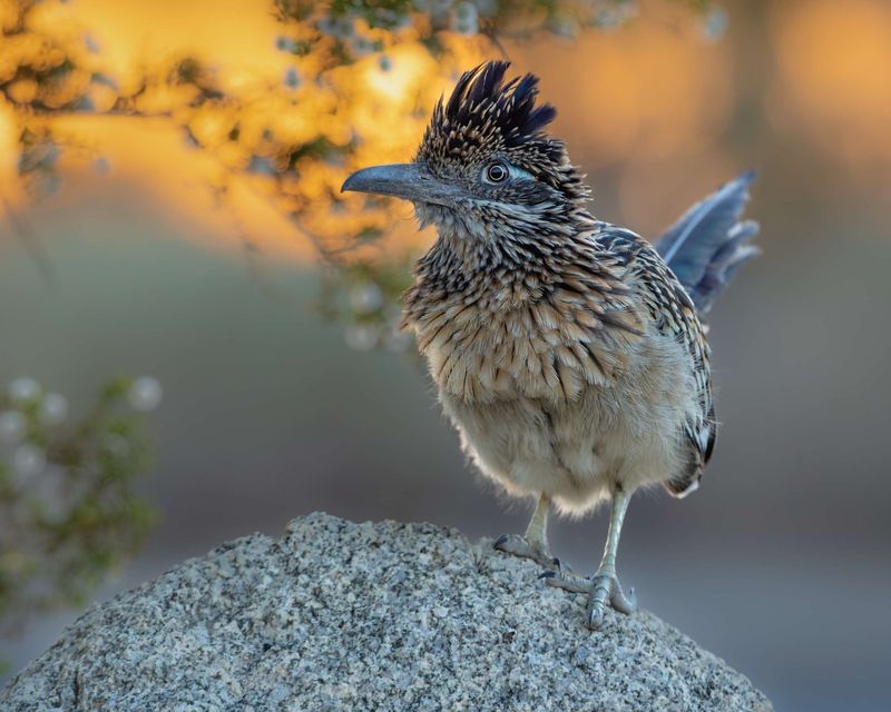 Roadrunner