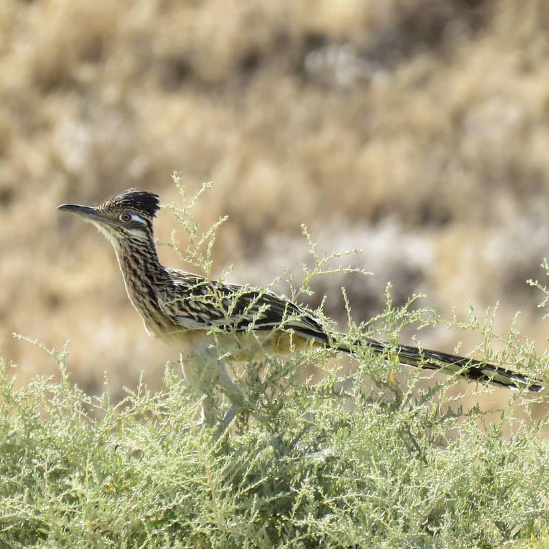 Roadrunner