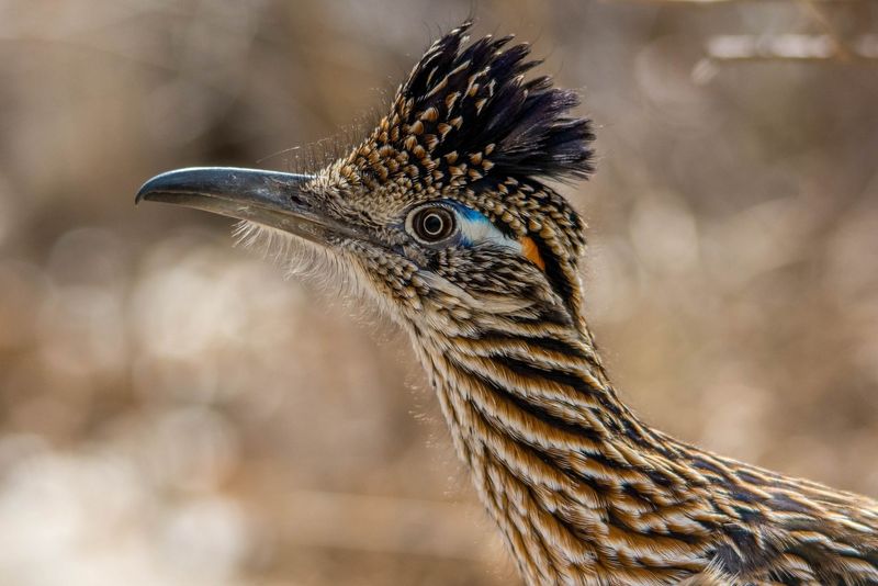 Roadrunners