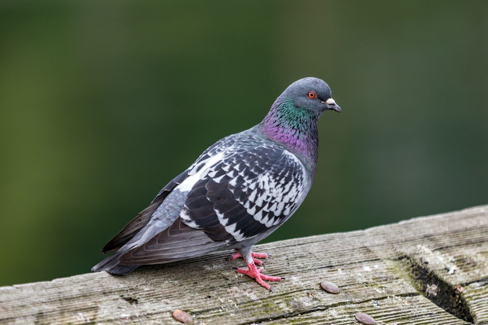 Rock Dove