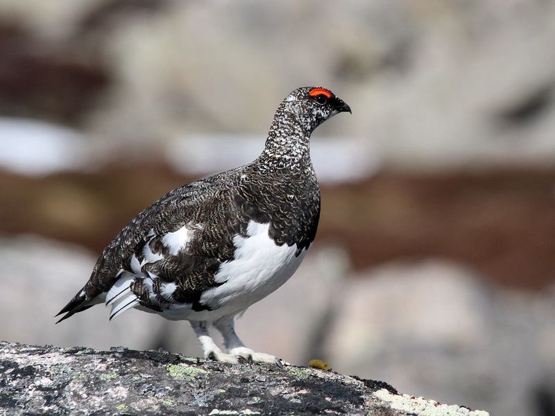 Rock Ptarmigan